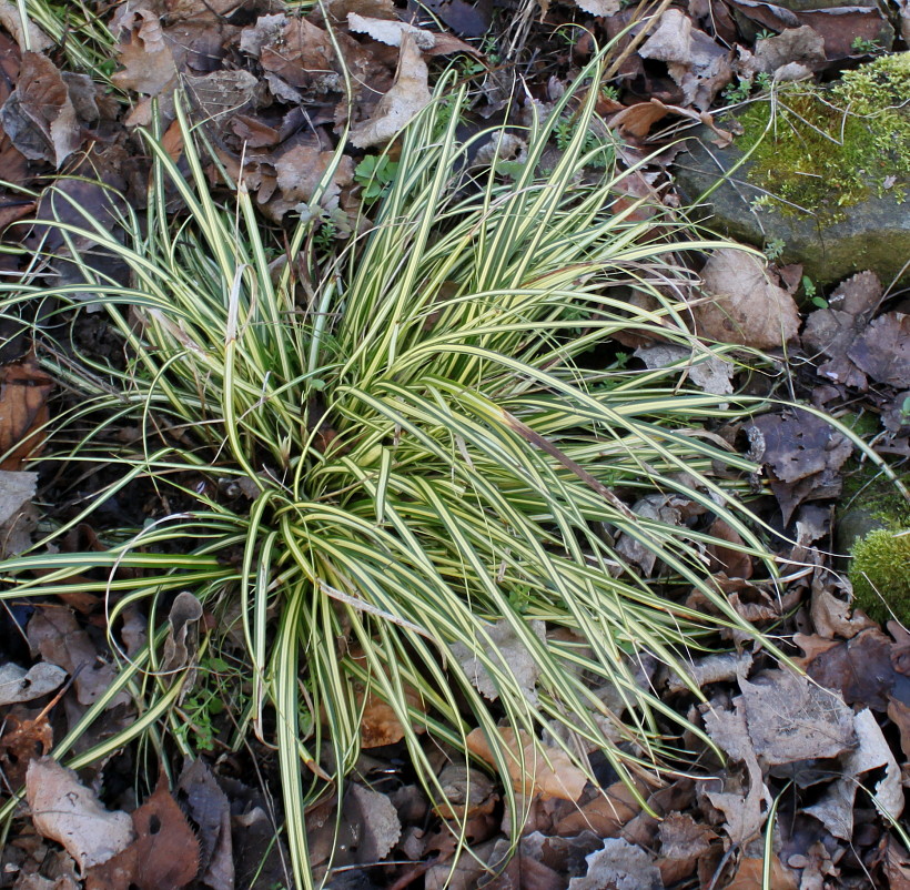 Изображение особи Carex hachijoensis.