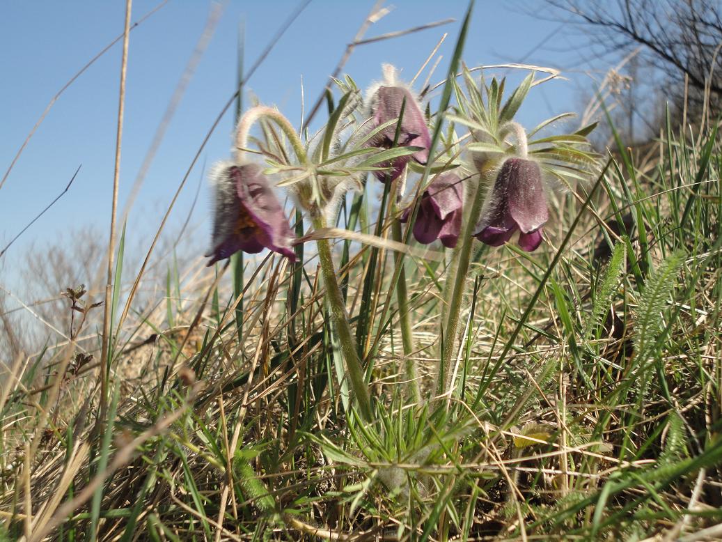 Image of Pulsatilla ucrainica specimen.