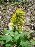 Lysimachia verticillaris