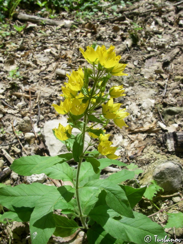 Image of Lysimachia verticillaris specimen.