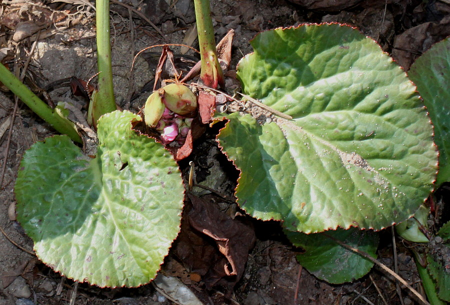 Изображение особи Bergenia ligulata.