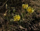 Pulsatilla orientali-sibirica