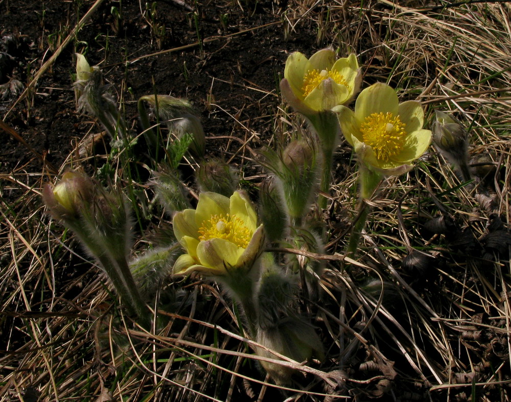 Image of Pulsatilla orientali-sibirica specimen.