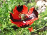 Papaver laevigatum. Цветок. Украина, Донецкая обл., Кривая коса, песчано-ракушечниковая терраса, НПП \"Меотида\". 26.04.2014.