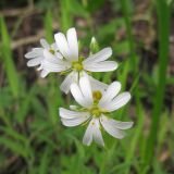 Stellaria holostea. Цветки. Краснодарский край, г. Новороссийск, гора Большой Маркотх. 27.04.2014.