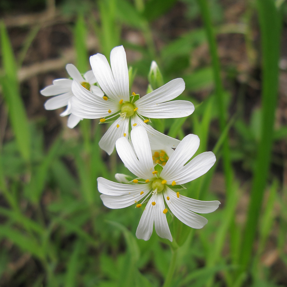 Image of Stellaria holostea specimen.