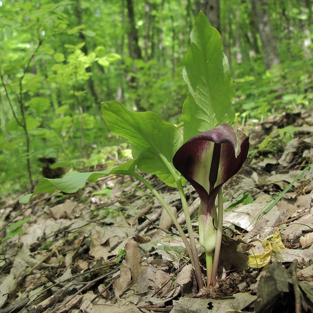 Изображение особи Arum elongatum.