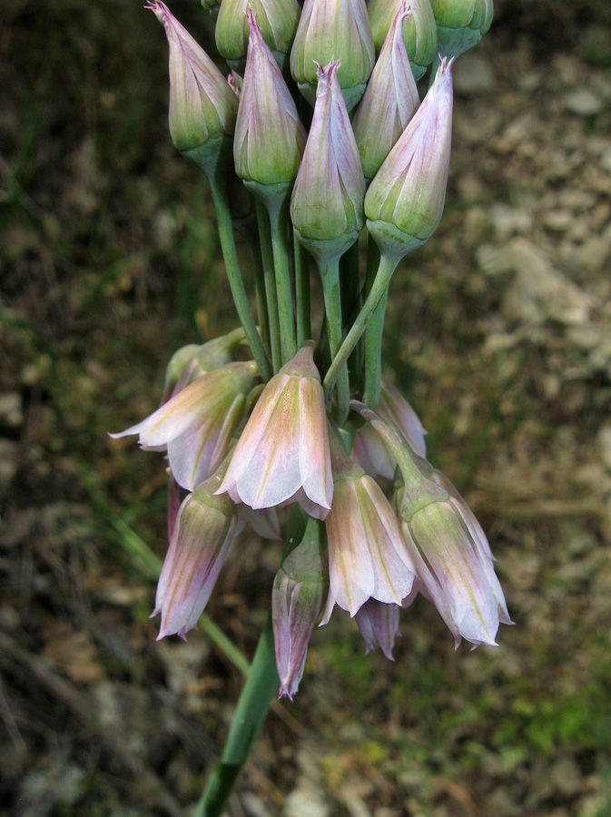 Изображение особи Nectaroscordum bulgaricum.