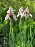 Iris korolkowii