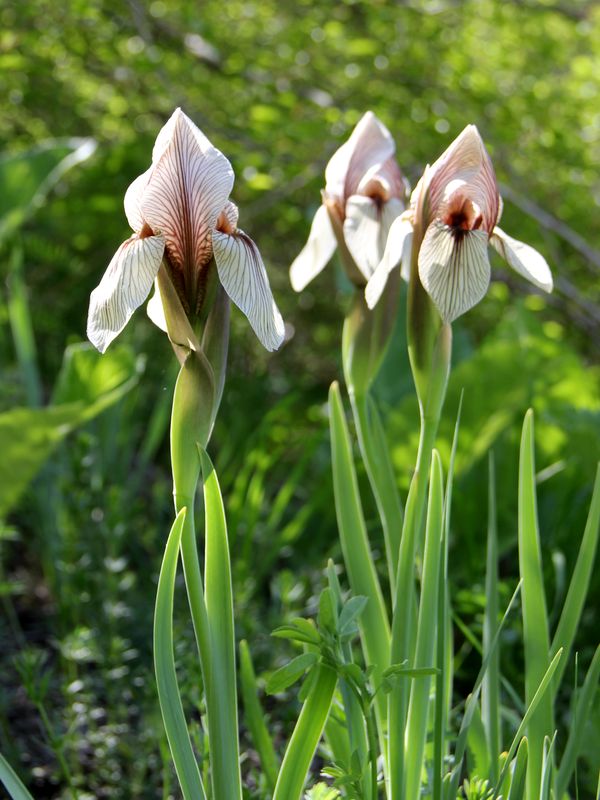 Image of Iris korolkowii specimen.