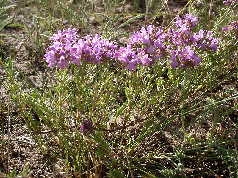 Изображение особи Thymus pallasianus.