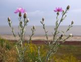 Centaurea arenaria