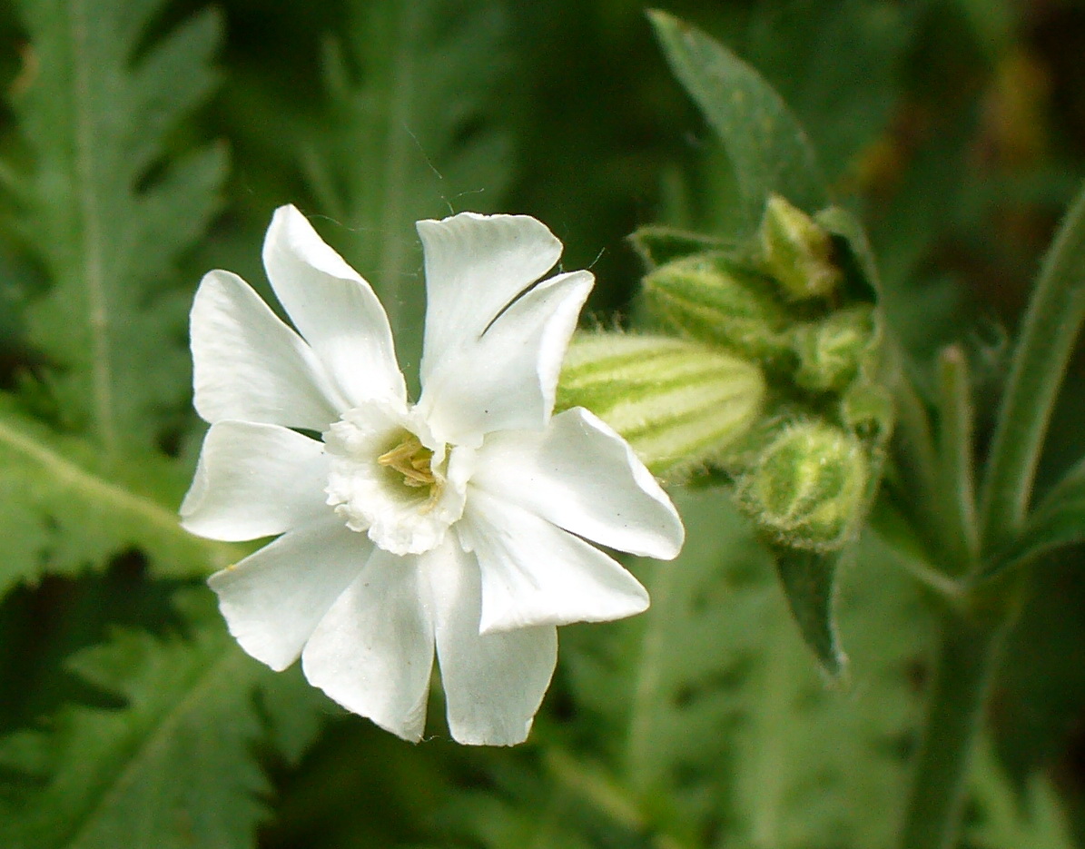 Image of Melandrium album specimen.