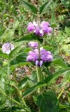 Phlomis taurica