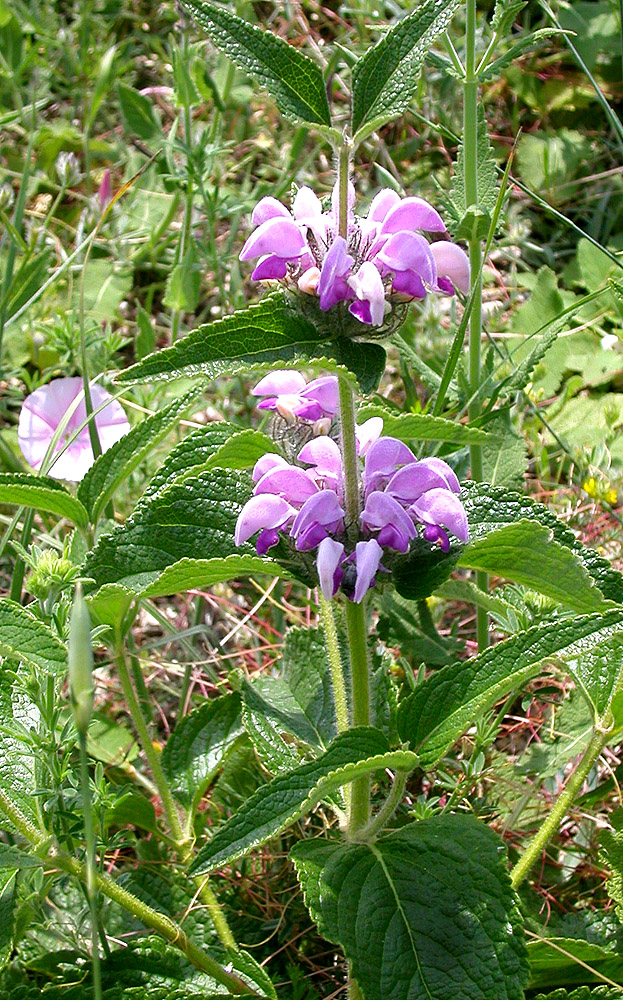 Image of Phlomis taurica specimen.