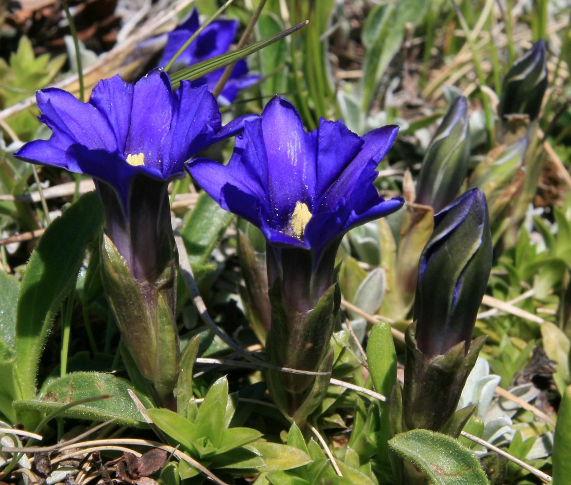 Image of Gentiana dshimilensis specimen.