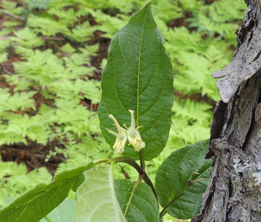 Image of Lonicera glehnii specimen.