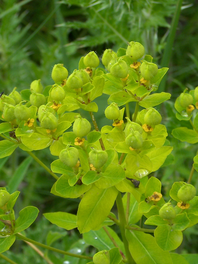 Изображение особи Euphorbia procera.