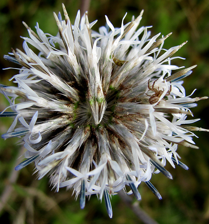 Image of Echinops sphaerocephalus specimen.