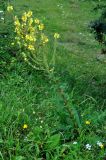 Verbascum pyramidatum. Цветущее растение. Карачаево-Черкесия, гора Шоана, луговой склон. 27.07.2014.