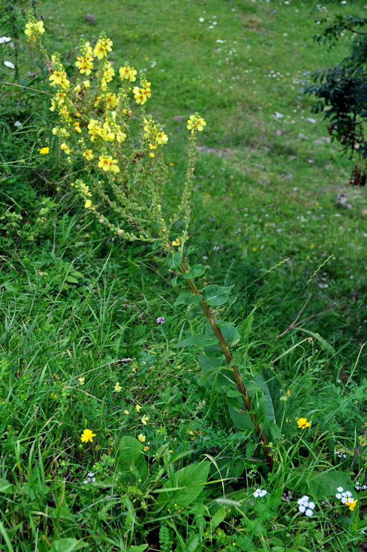 Изображение особи Verbascum pyramidatum.