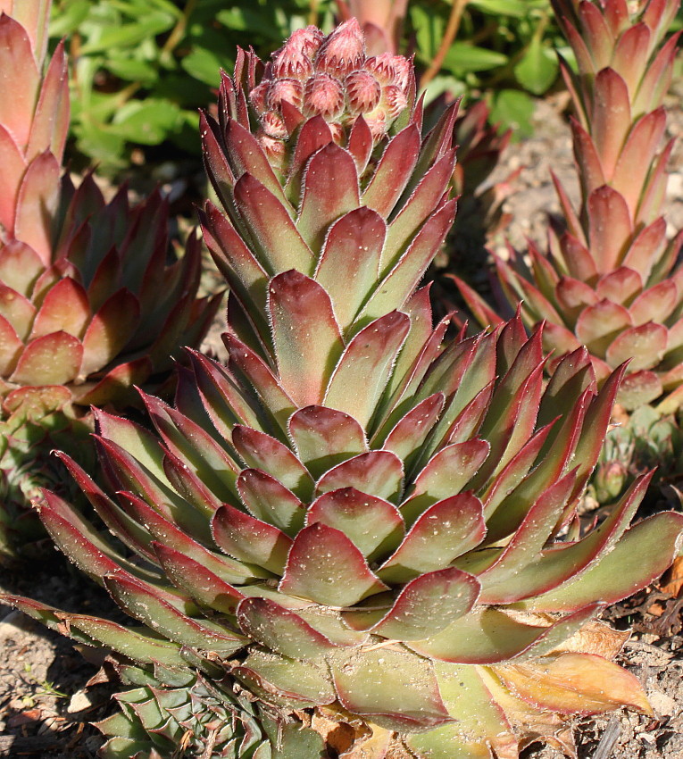 Изображение особи Sempervivum tectorum.