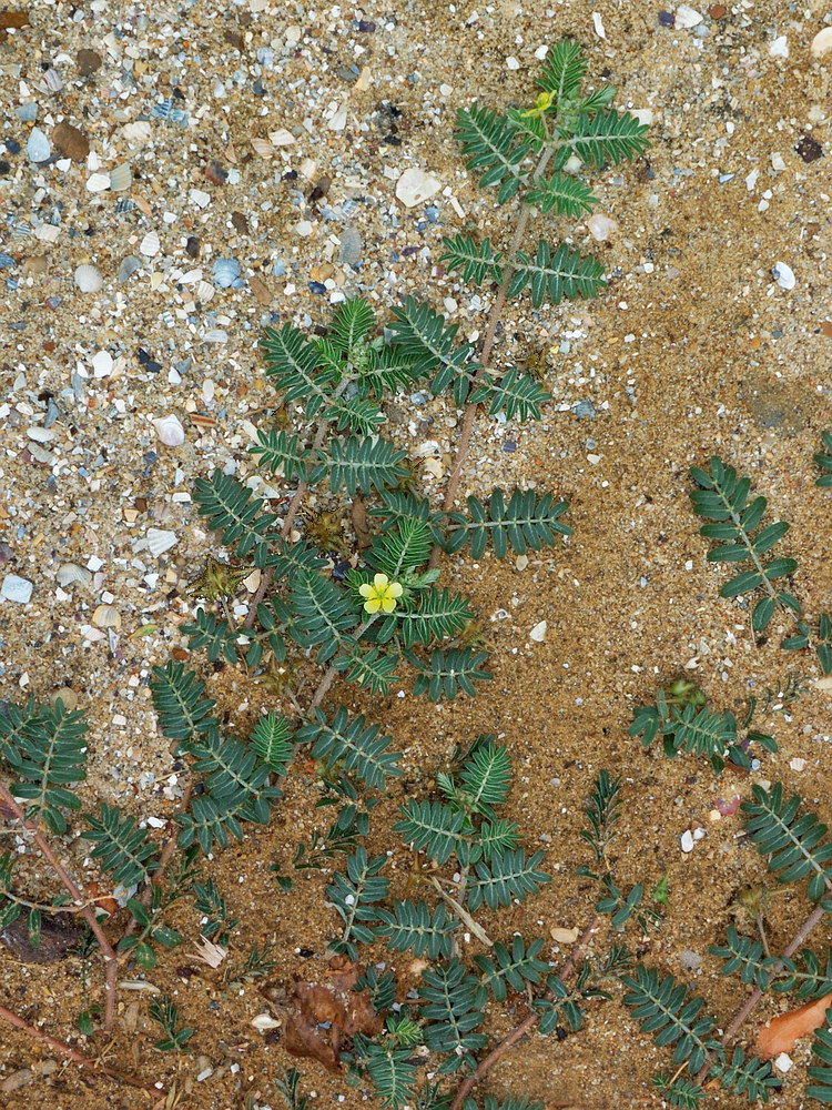 Изображение особи Tribulus terrestris.