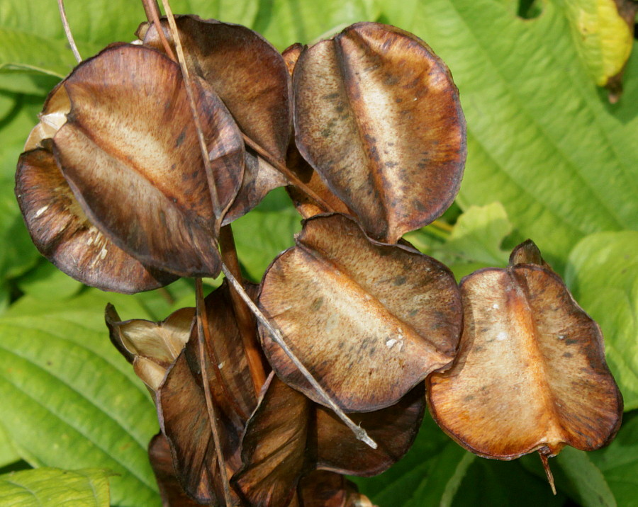 Image of Dioscorea villosa specimen.