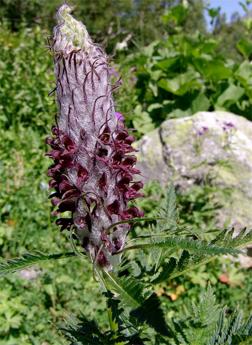 Изображение особи Pedicularis atropurpurea.