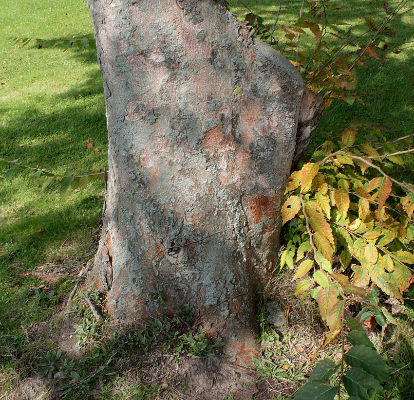 Изображение особи Zelkova serrata.