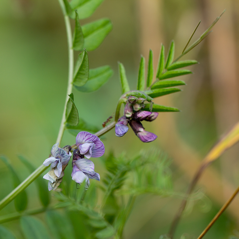 Image of Vicia sepium specimen.