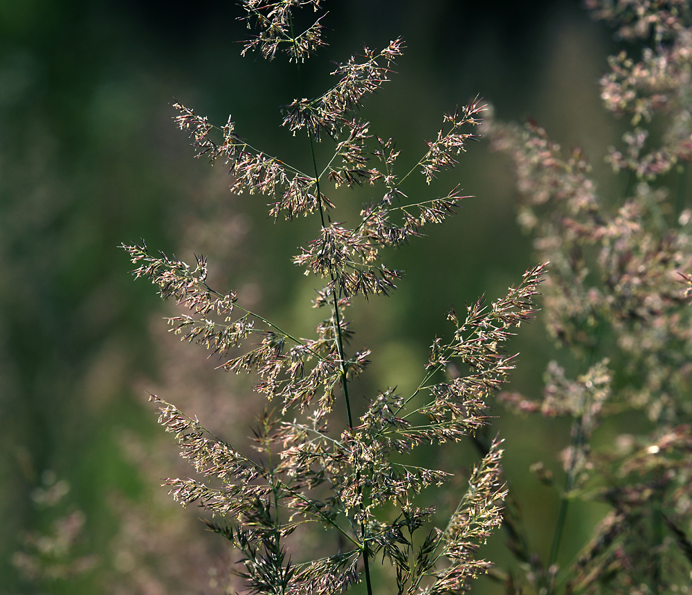 Изображение особи Calamagrostis epigeios.