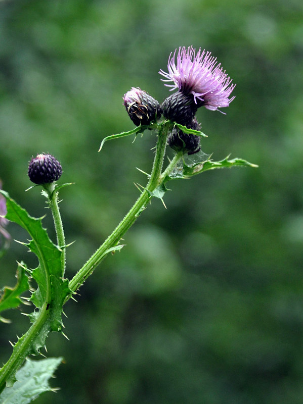 Изображение особи Cirsium uliginosum.