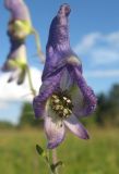 Aconitum volubile. Цветок. Томская обл., окр. г. Томск, 02.08.2009.