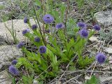 Globularia bisnagarica