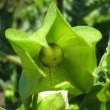 Nicandra physalodes