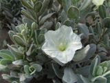 Convolvulus persicus