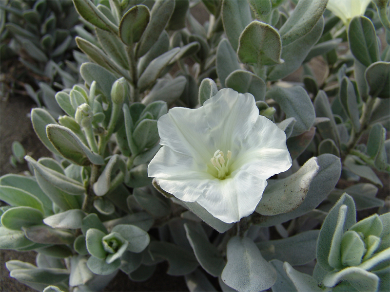 Изображение особи Convolvulus persicus.