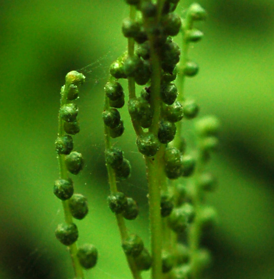 Изображение особи Onoclea sensibilis.