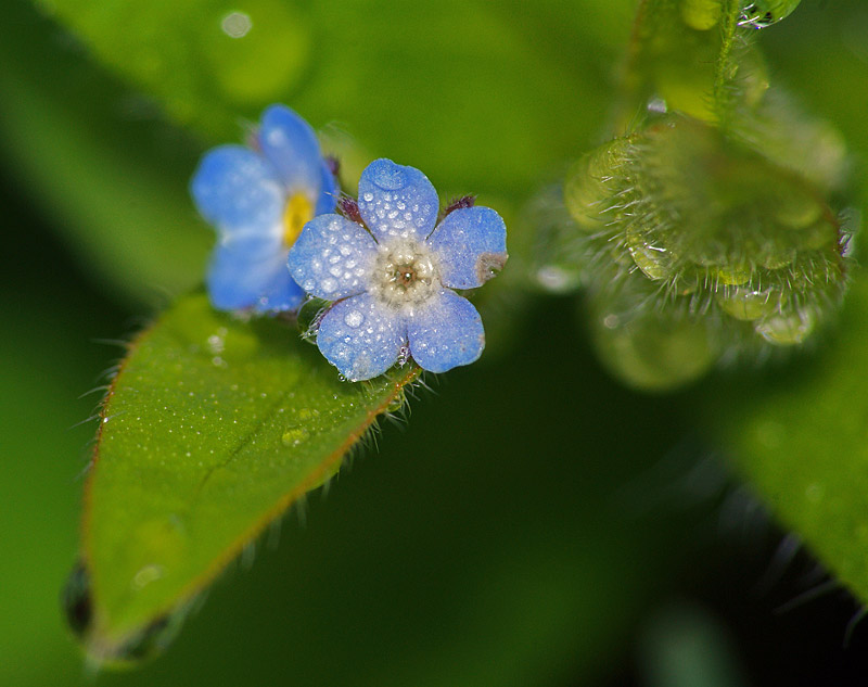 Image of Myosotis sparsiflora specimen.