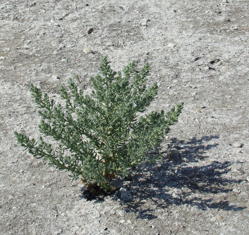 Image of Spirobassia hirsuta specimen.