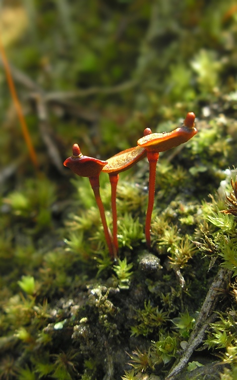 Image of Buxbaumia aphylla specimen.