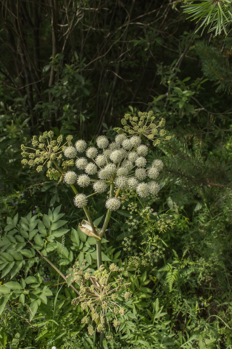 Image of Angelica sylvestris specimen.