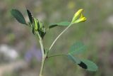 Trigonella striata. Верхняя часть цветущего растения. Горный Крым, Главная гряда, Чернореченский каньон. 5 мая 2015 г.