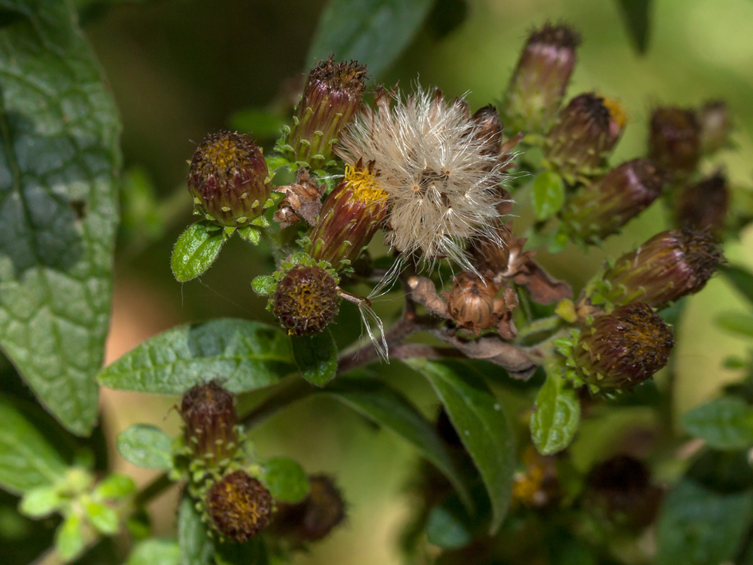 Изображение особи Inula conyza.