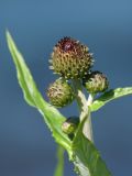 Cirsium heterophyllum. Верхушка побега с соцветиями в бутонах. Мурманская обл., Кольский р-н, пос. Мурмаши, берег руч. Кротовый. 09.07.2015.