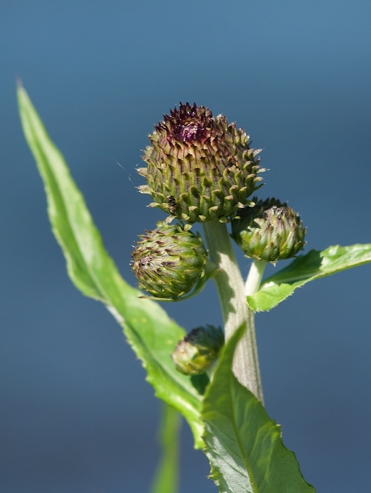 Изображение особи Cirsium heterophyllum.