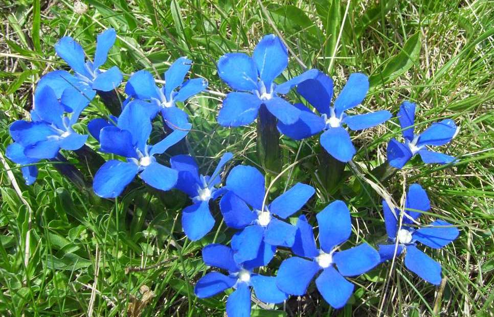 Image of Gentiana angulosa specimen.