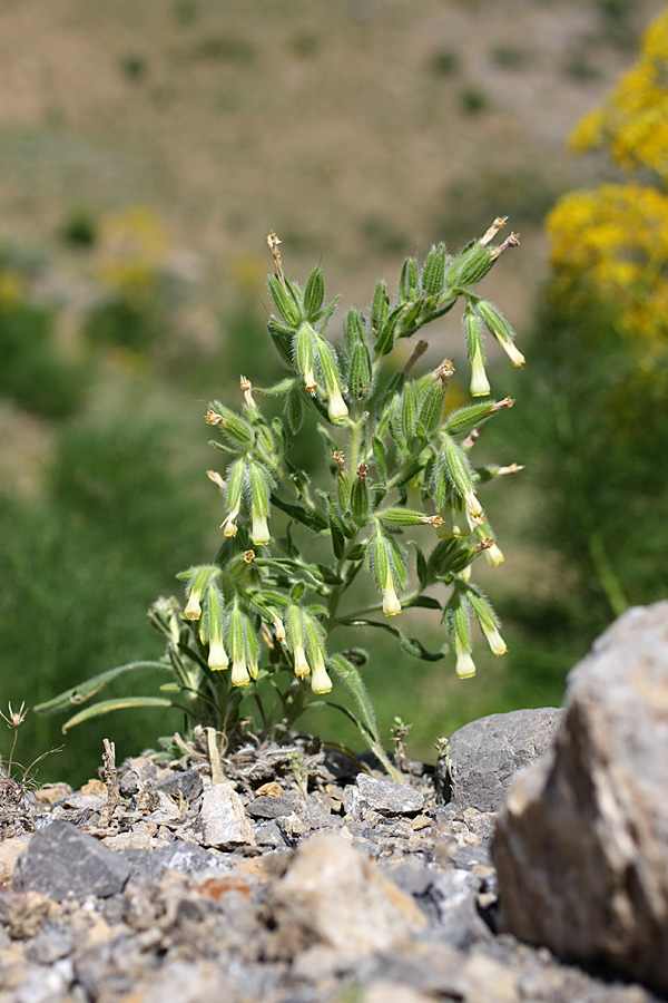 Image of Onosma dichroantha specimen.