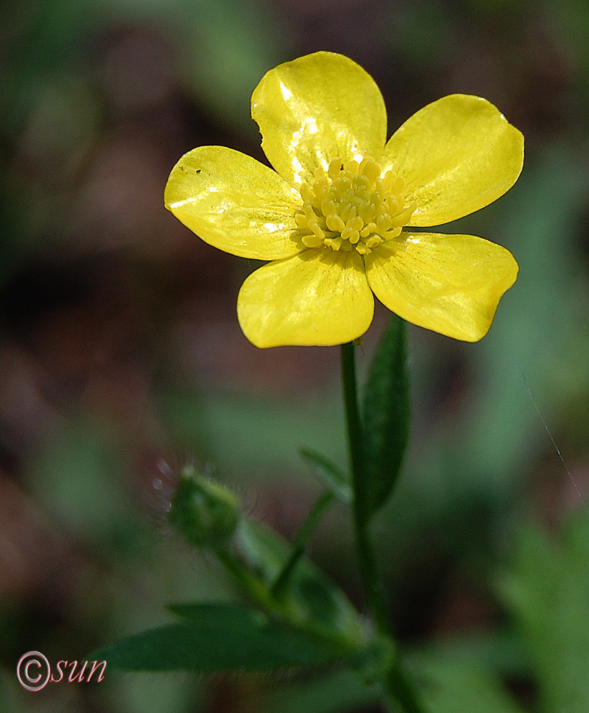 Изображение особи Ranunculus sardous.